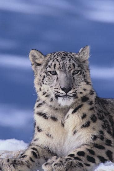 Snow Leopard Photographic Print By Dlillc At Snow