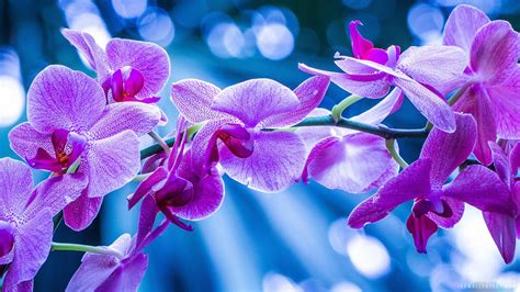 Purple Orchid Wallpapers 68 Background Pictures