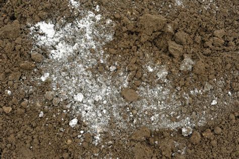 Maybe you would like to learn more about one of these? How to Tell If Your Lawn Needs Lime?