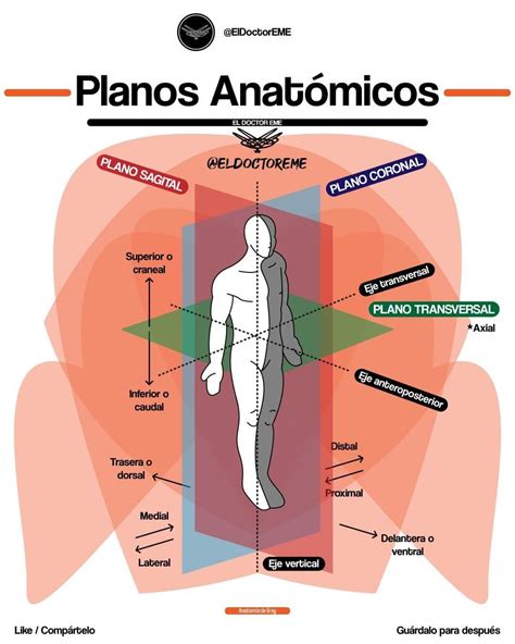 Planos Anatômicos Do Corpo Humano Ictedu