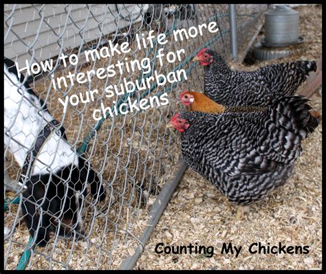 how to make life more interesting for your suburban chickens counting my chickens chickens