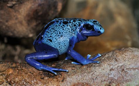 Nature Animals Frog Poison Dart Frogs Amphibian Wallpapers Hd