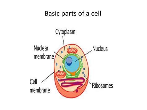 Check spelling or type a new query. PPT - Animal cell and Plant cell characteristics ...