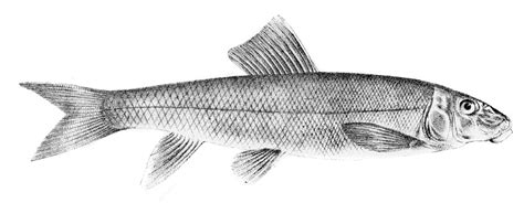 Pale Sucker Fish Engraving 1842 Stock Illustration Download Image Now
