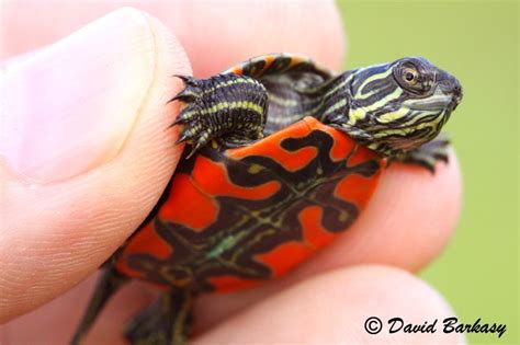 Turtles And More Turtles Photo Of Western Painted Turtle Baby