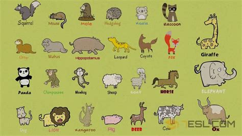 List Of Mammals Useful Mammal Names With Pictures 7esl Mammals