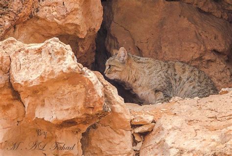 Birds Of Saudi Arabia Arabian Wildcat In Um Oshar Record By Mansur