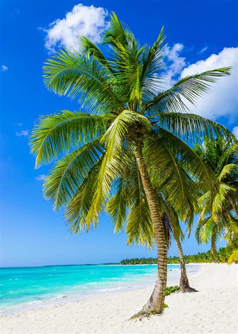 Tropical Sandy Beach With Exotic Palm Trees Stock Image Image Of