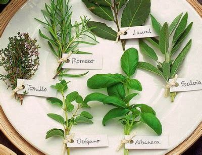 Plantas Medicinales Y Para Que Sirven