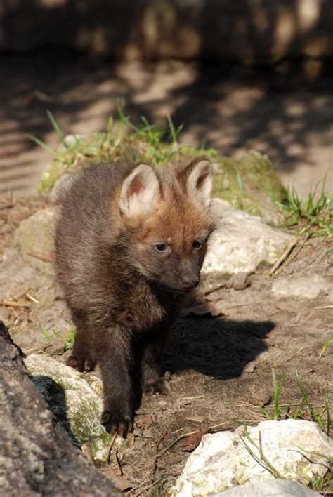 Maned Wolf Pup Wolves Photo 22383290 Fanpop