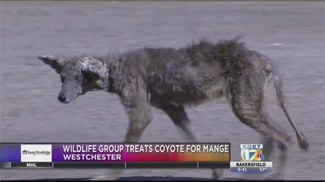 Westchester Coyote Treated For Mange