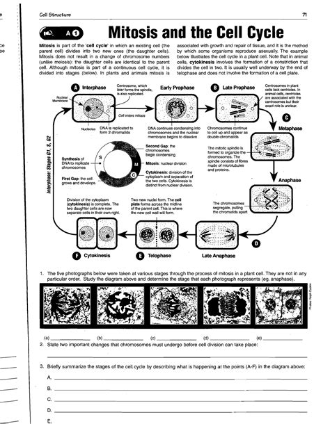 Every base pair of their dna is identical. Stages Of Plant Cell Cycle Diagram - Diagramaica