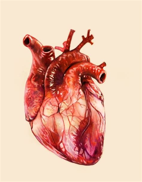 Heart Study An Art Print By Morgan Davidson Anatomical Heart Art