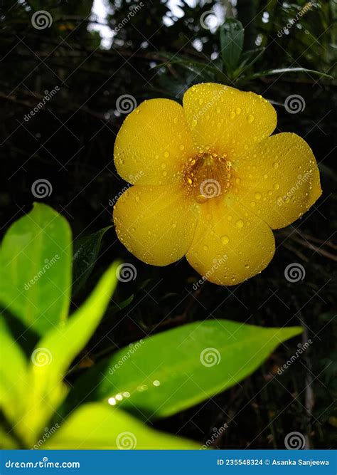 Sri Lankan Sinharaja Forest Flowers Stock Photo Image Of Leaf Flower