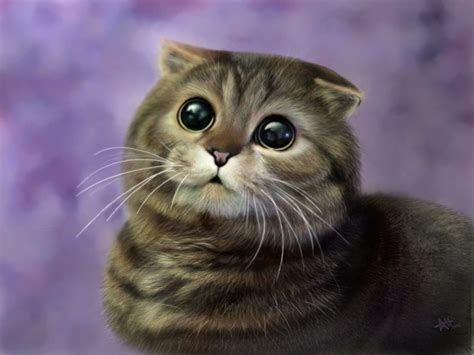 Scottish Fold Information Health Pictures And Training