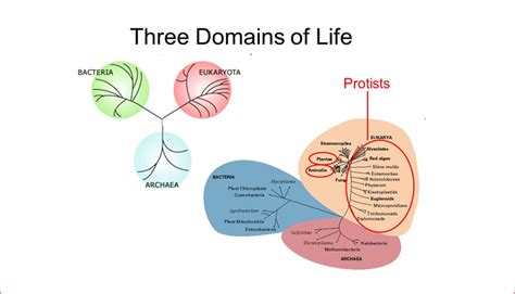 What Are The Three Domains Of Life 99science