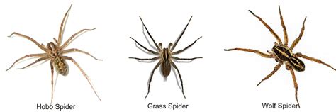 Four Different Types Of Spiders On A White Background