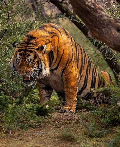 An Angry Bengal Tiger Gag