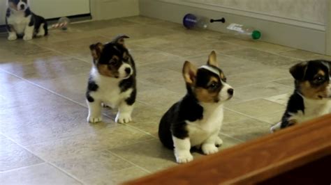 Jimanie pembroke welsh corgis breeding champion corgis with a performance attitude out of top american/english bloodlines since 1968, member pwcca. Welsh Corgi Puppies for Sale - YouTube