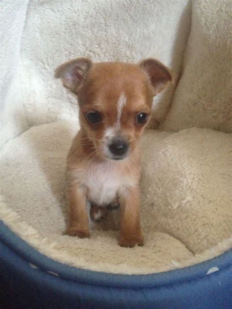 If this is her first pregnancy, it could be relatively dangerous for her health, even if she was in good health going into the pregnancy. Chorkie Boy Puppy | Dagenham, Essex | Pets4Homes