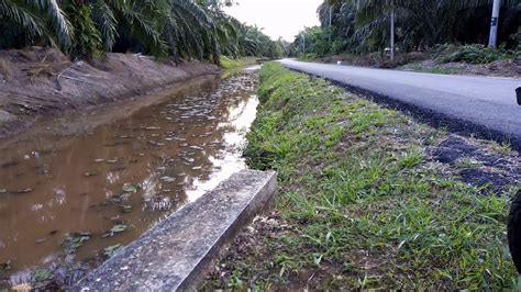 Di daerah lain ikan ini disebut dengan ikan puyu, ikan betik dan lain sebagainya, ikan ini pertama kali dibudidayakan di. Mancing Ikan Puyu || - YouTube