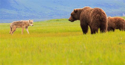 Alaska Bear Tour Ships Natural Habitat Adventures
