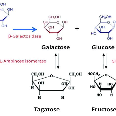 Lactolysis Glucose Isomerization And Galactose Isomerization Achieved