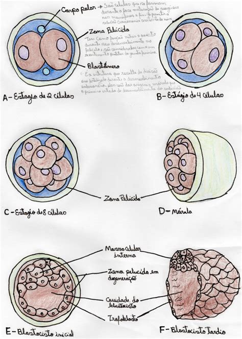 Mapa Mental Desenvolvimento Embrionário EDUBRAINAZ