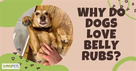 Why Do Dogs Love Belly Rubs Kobi Pets
