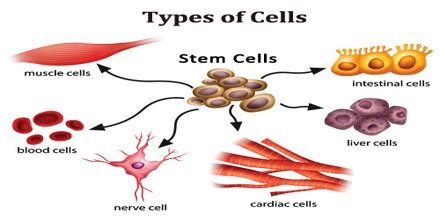 Cell junctions consist of multiprotein complexes that provide contact between neighbouring cells or between a cell and the extracellular matrix. Types of Cells in Human Body and Functions - Assignment Point