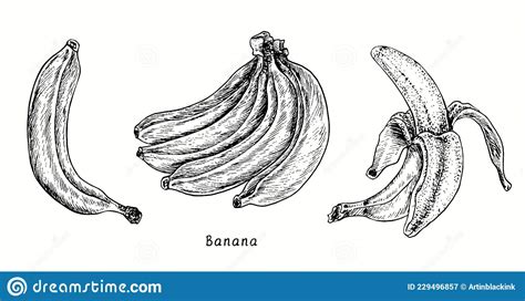 Banana Fruits Collection One Fruit Bunch And Peeled Ink Black And
