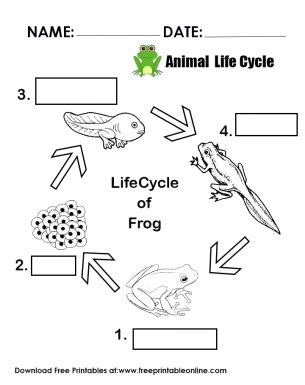 Worksheet On Life Cycles