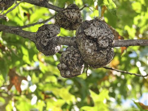 Ask A Master Gardener Galls On Trees And Other Plants Are Common And