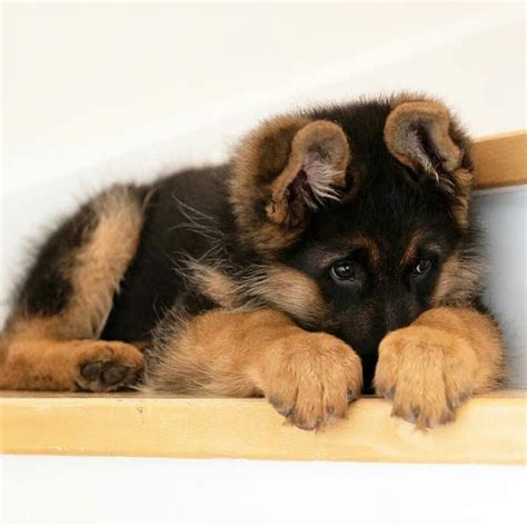 Figure Out Even More Details On German Shepherds Look At Our Site