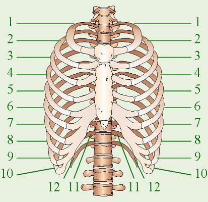Each rib has two extremities, a posterior or vertebral, and an anterior or sternal, and an intervening portion—the body or shaft. Ribs, right side #6 & #7, 0, sidewalk-1 | My Style | Pinterest