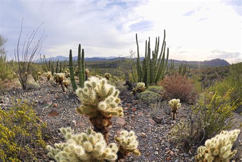 Sonoran Desert Flora Sonoran Desert Flora Cactus Plants
