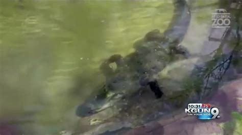 Nine Foot Alligator Comes To Reid Park Zoo