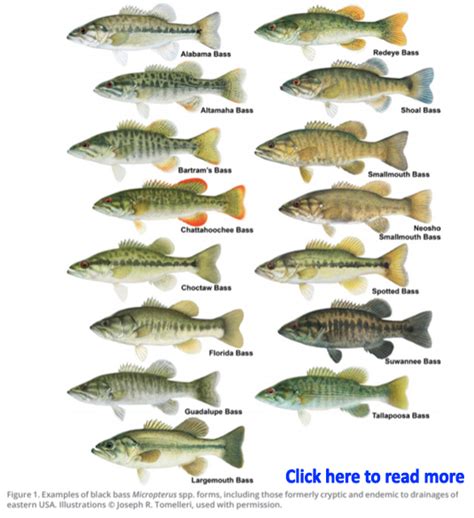Conserve Bass