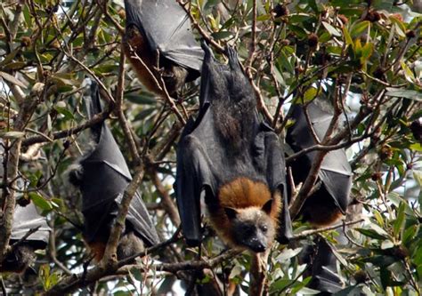 Flying Foxes Sydney Tour To Visit A Flying Fox Colony Travel Ideology