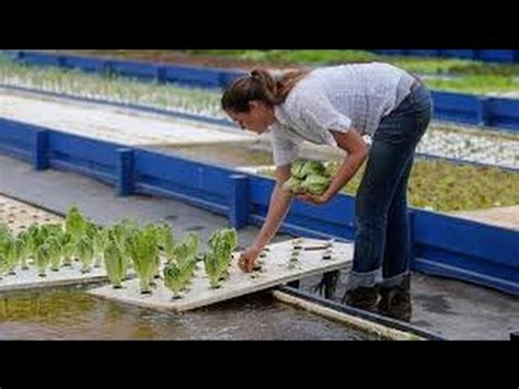 Diy aquaponics in five easy steps. How To Build A Cheap Aquaponics System?Easy DIY Aquaponics ...