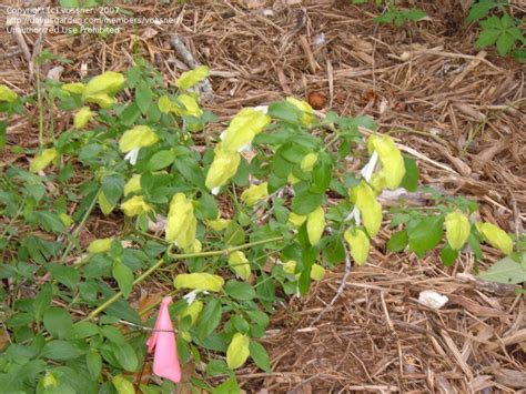 Plantfiles Pictures Justicia Shrimp Plant Lemon Sorbet Justicia