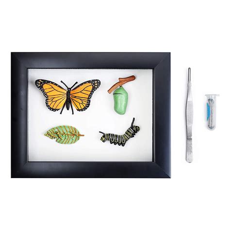 Insect Display Case Bug Display Shadow Box With Tweezers And Insect