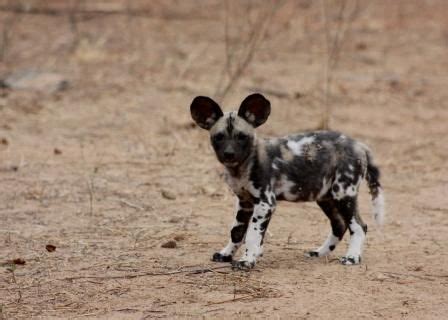 Cute african wild dog puppy. African Painted Pup | Baby animals, Cute baby animals, Animals