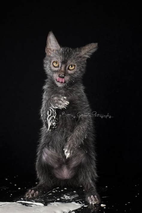 That seems to take the bite out of being alone. ~ louis j. Grooming | Lykoi Cats ~ The Original Lykoi Breeder