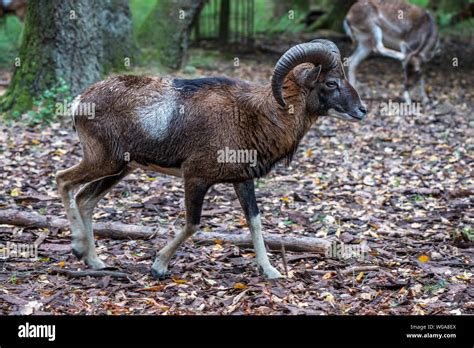 The European Mouflon Ovis Orientalis Musimon Is The Westernmost And