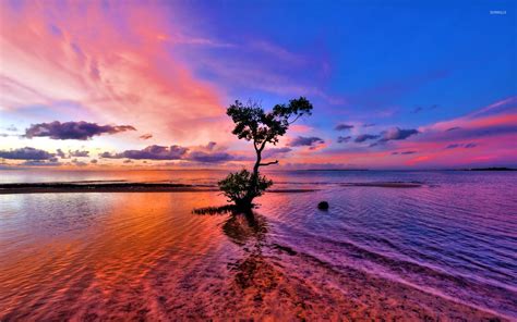 Beautiful Sunset Sky Behind The Lonesome Tree On The Beach Wallpaper