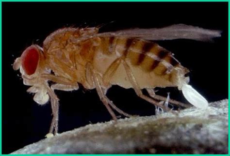 Fruit Flies And Related Species Plant And Pest Diagnostics