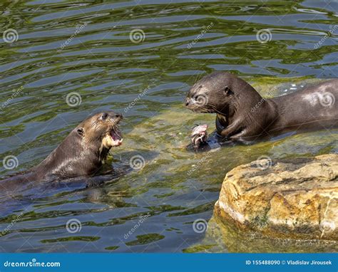 Giant Otter Pteronura Brasiliensis Pair Of Otters With Prey Caught
