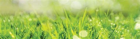 Get Greener Grass Now Pandp Property Maintenance