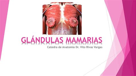 Glândulas Mamárias Inchadas E Doloridas